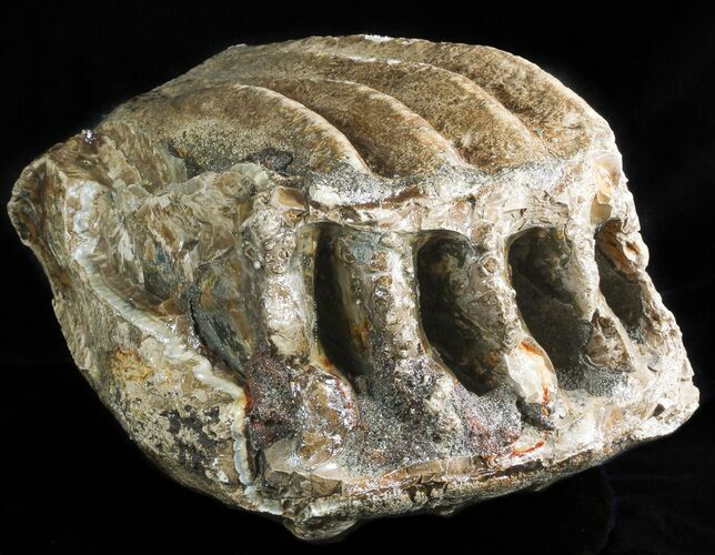 Partial, Southern Mammoth Molar - Hungary #45550